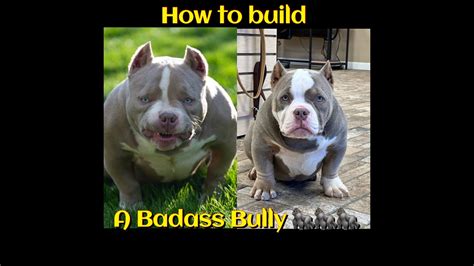 badass bully rescue